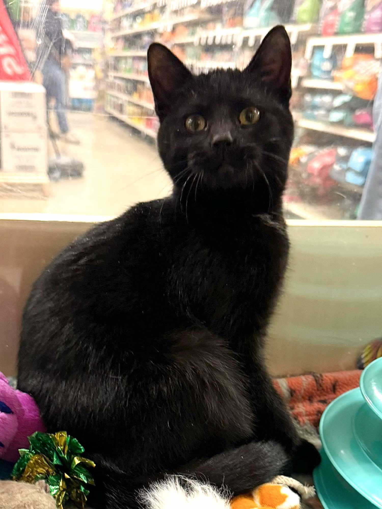 Harper, an adoptable Domestic Short Hair in Sioux Falls, SD, 57101 | Photo Image 3
