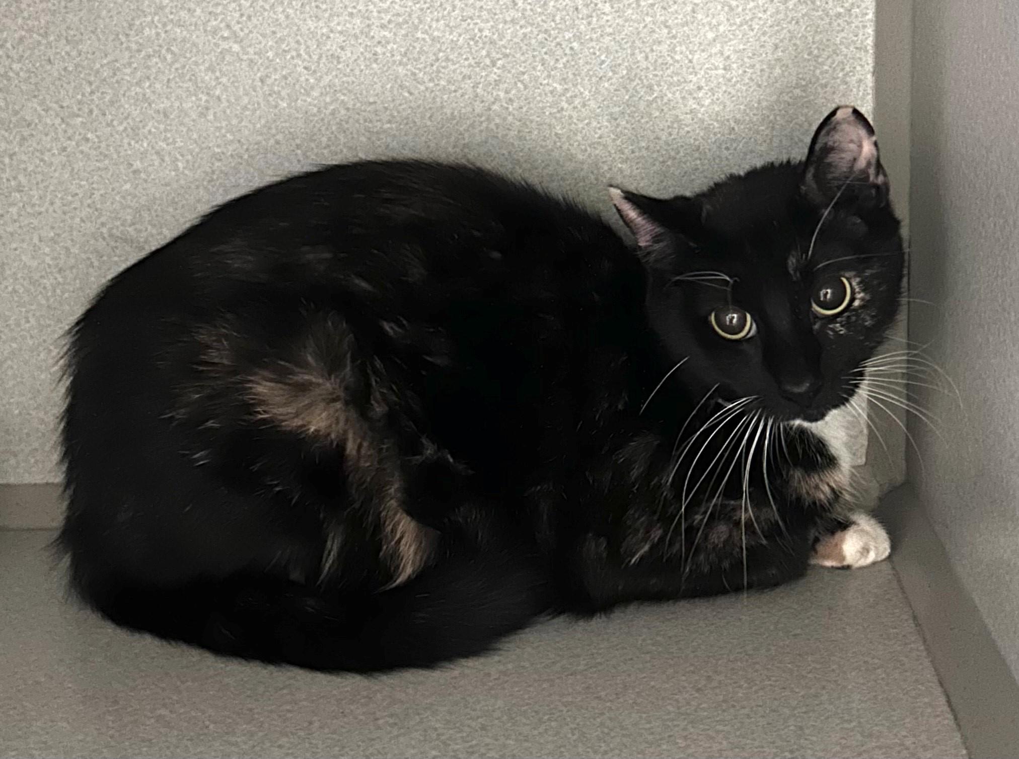 Azande, ADOPTABLE, Adult Female Domestic Short Hair.