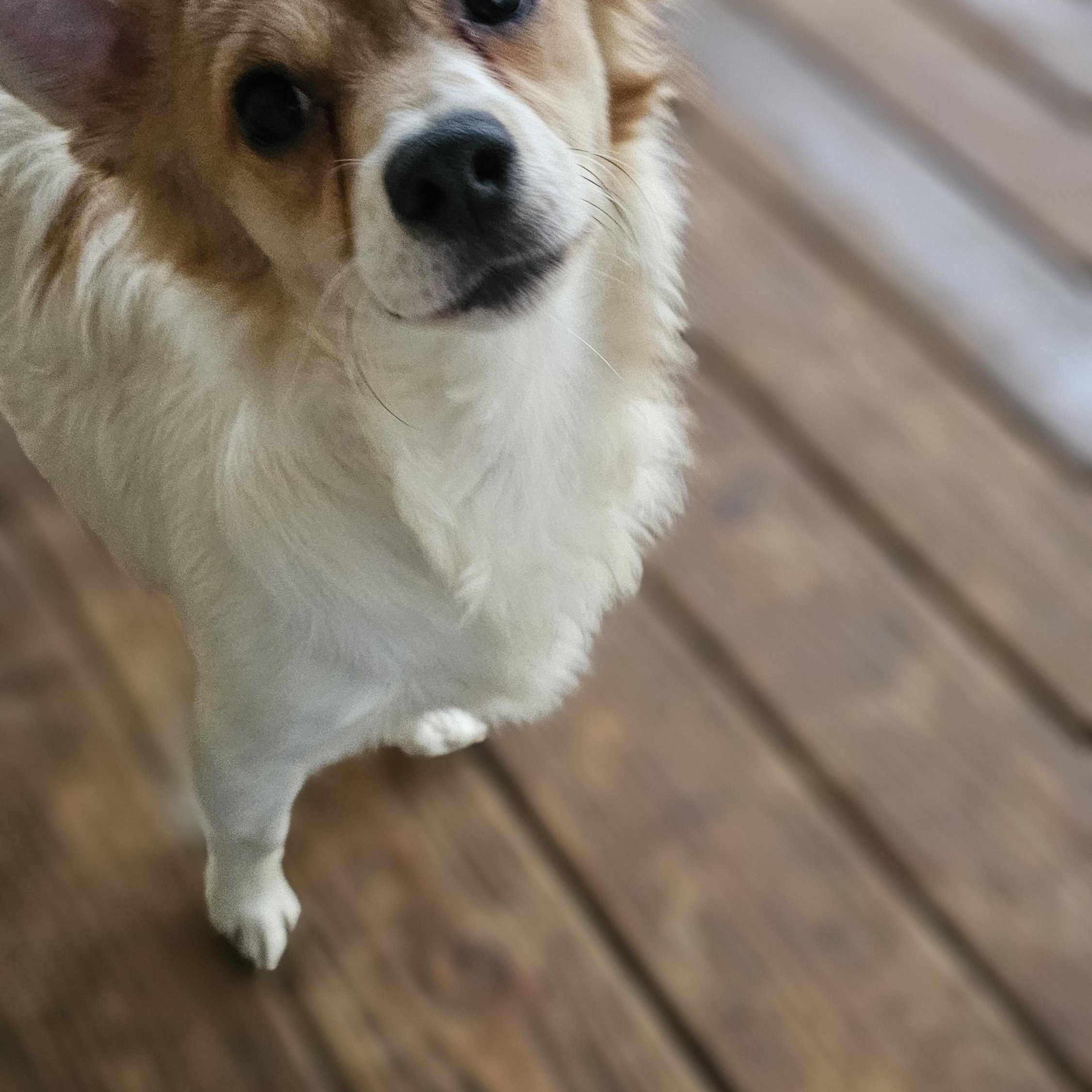 Duncan, a Adopted mixed breed in Rocky Mount, NC image 2/4