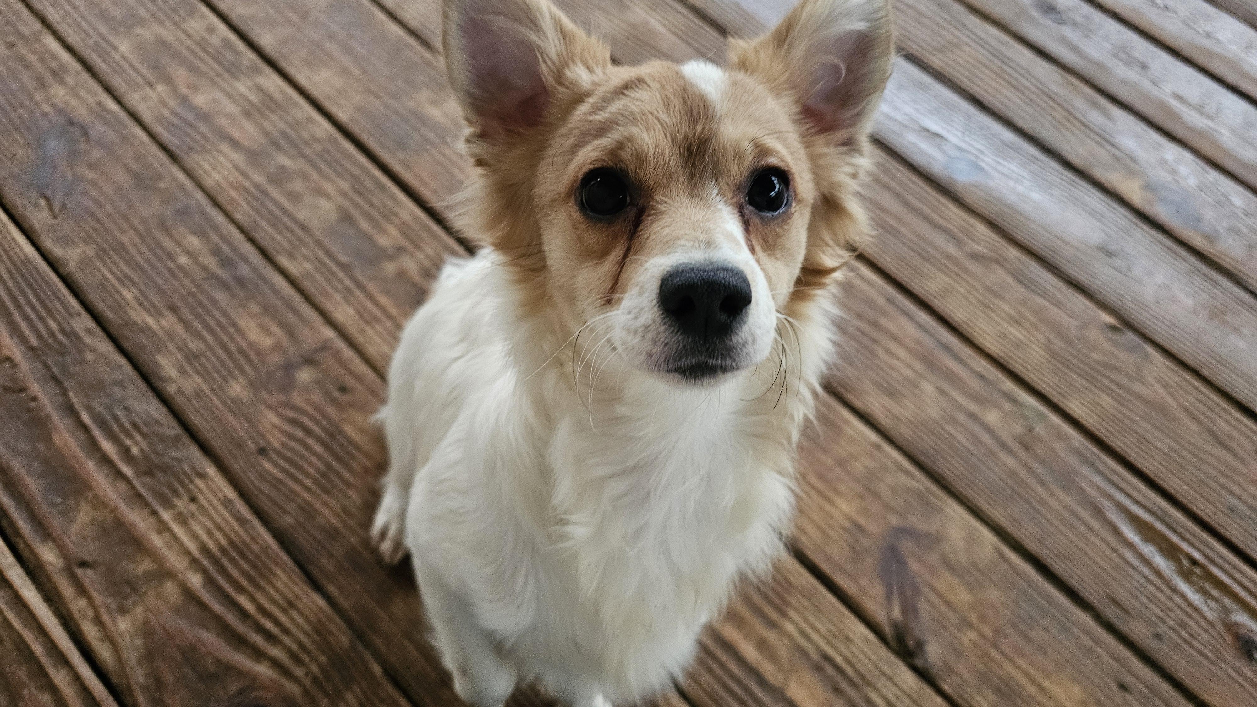Duncan, a Adopted mixed breed in Rocky Mount, NC image 3/4