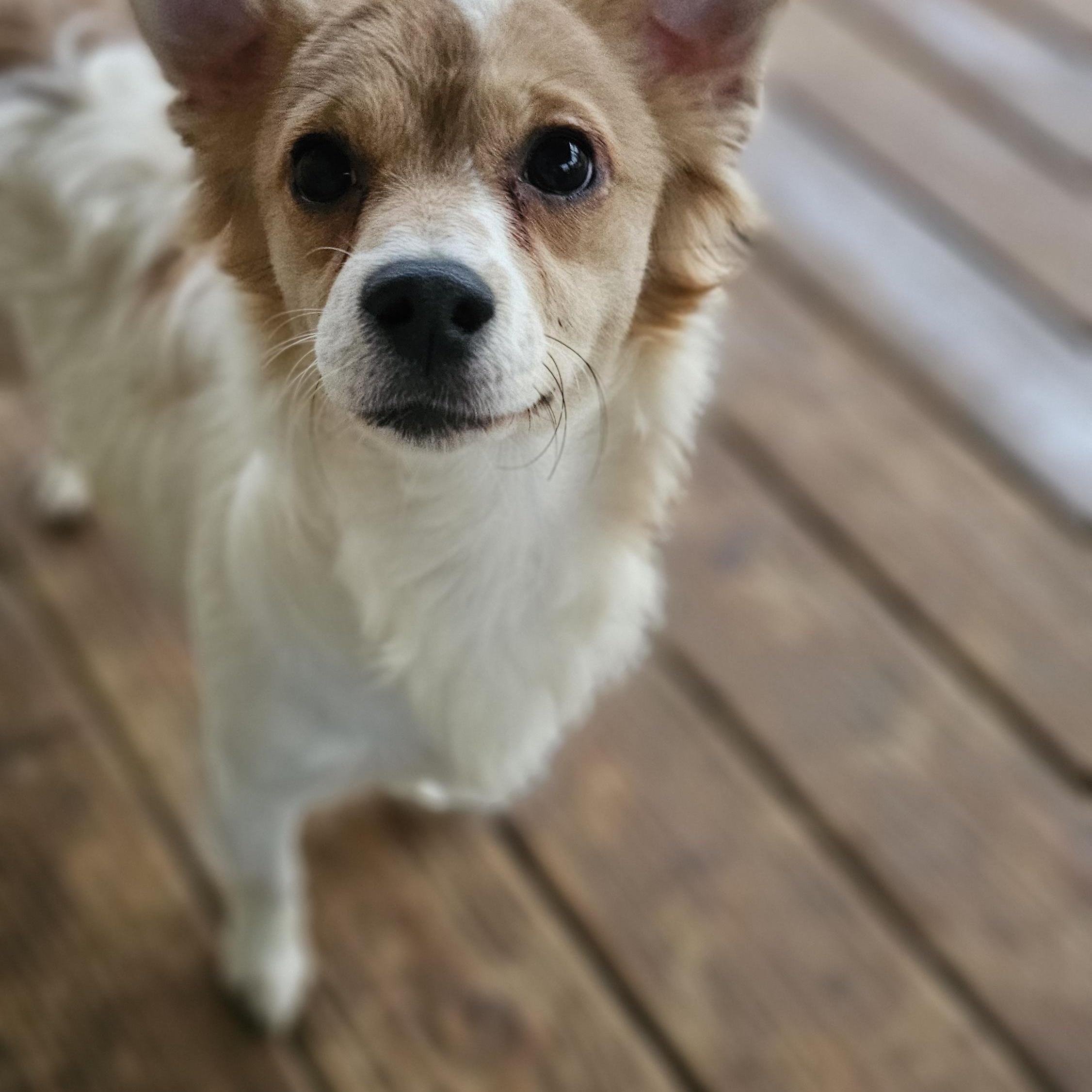 Duncan, a Adopted mixed breed in Rocky Mount, NC image 4/4