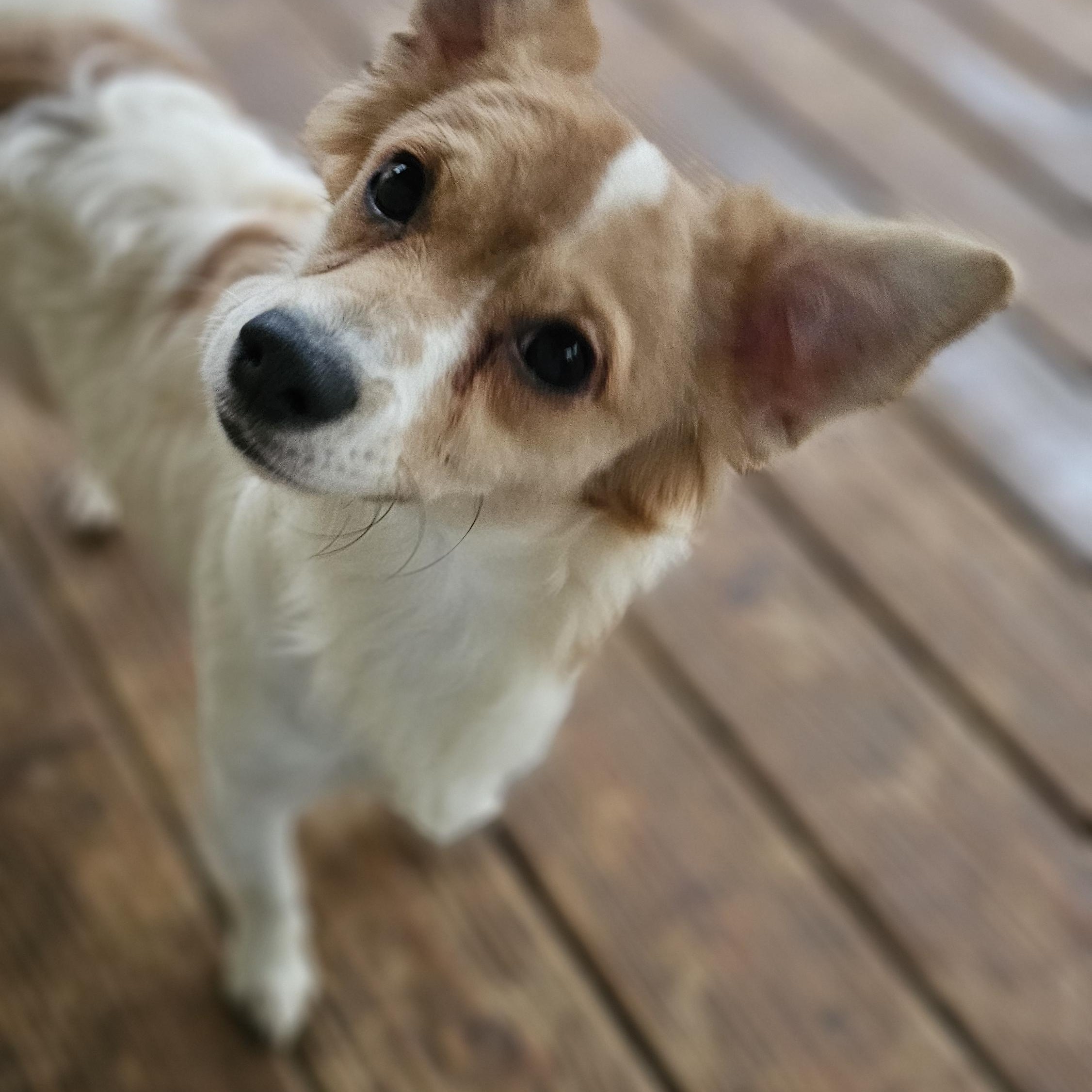 Duncan, Adopted, Young Male Chihuahua & Pomeranian.