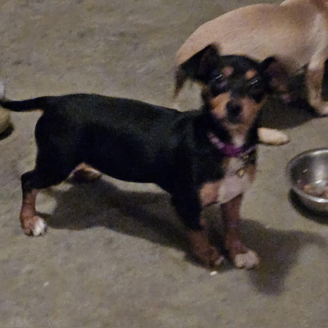 Dog for adoption Daisee, a Dachshund & Chihuahua Mix in clayton , CA