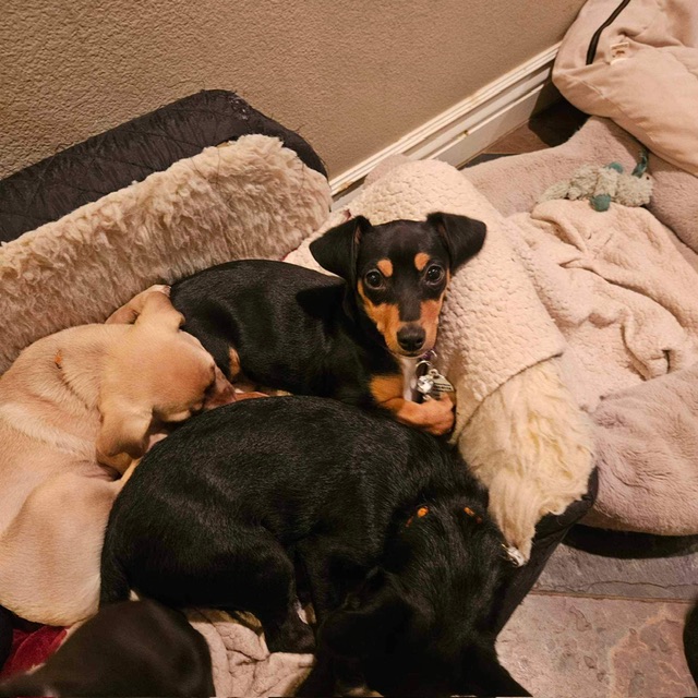 Dog for adoption Daisee, a Dachshund & Chihuahua Mix in clayton , CA