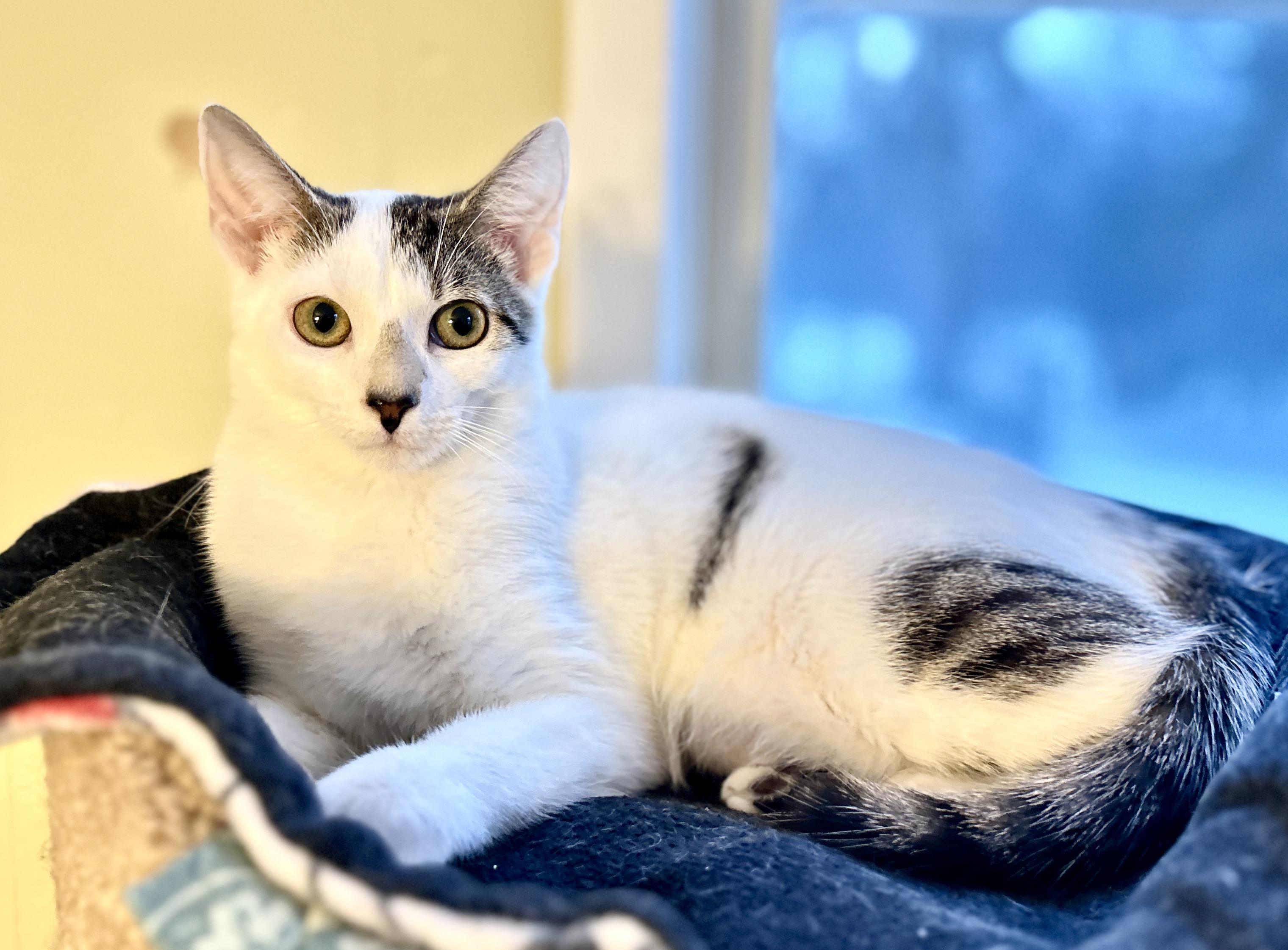 Enlarge Dot, an adopted Domestic Short Hair in Guelph, ON image 4/6