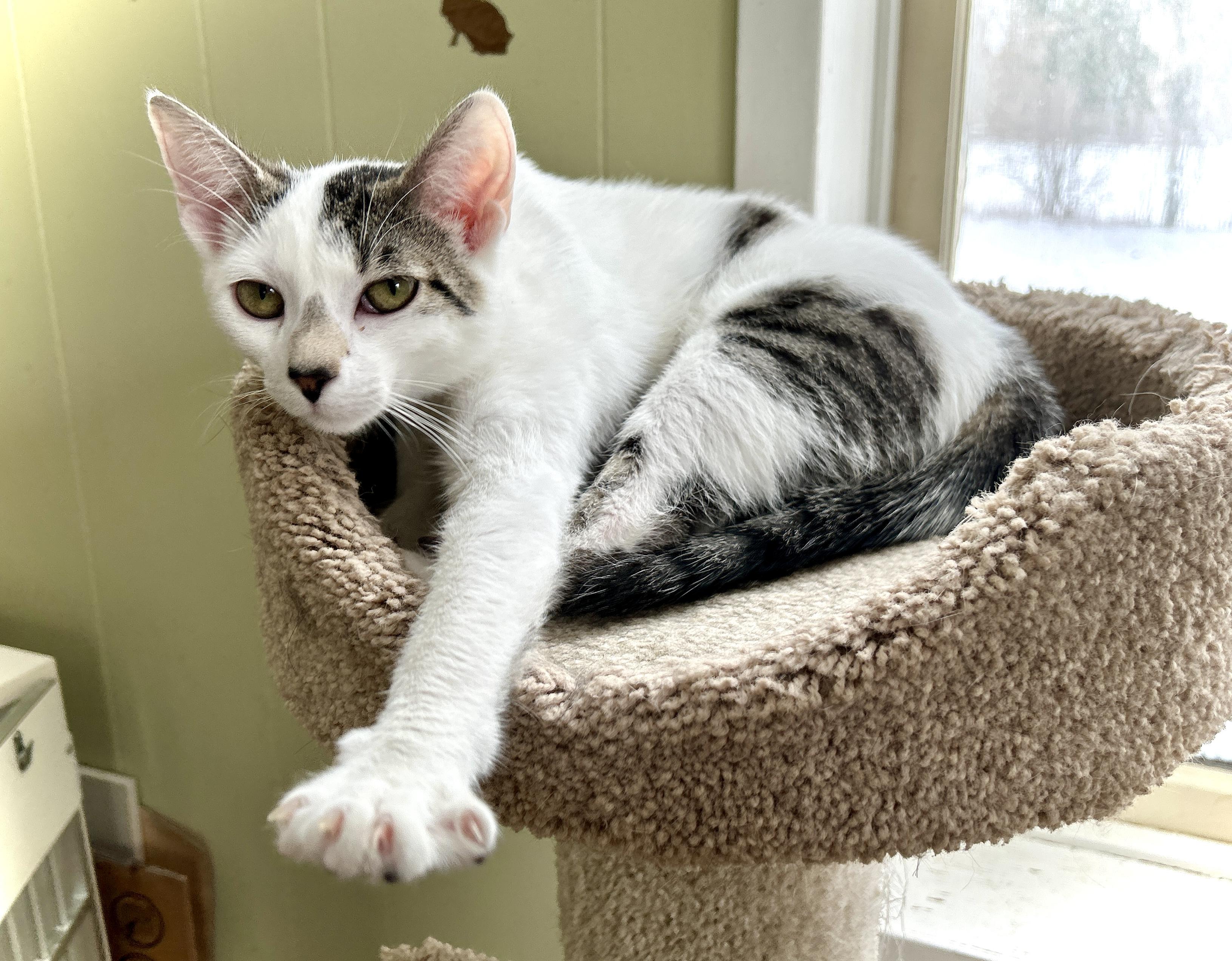 Enlarge Dot, an adopted Domestic Short Hair in Guelph, ON image 5/6