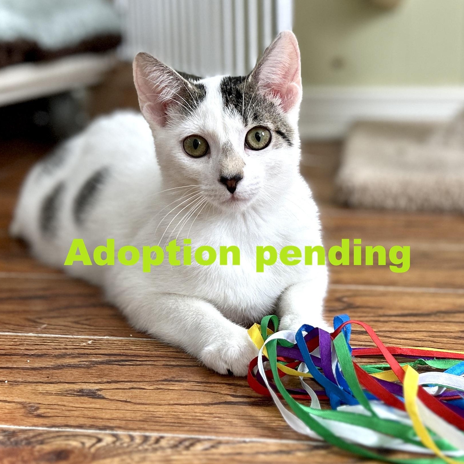 Enlarge Dot, an adopted Domestic Short Hair in Guelph, ON image 1/6