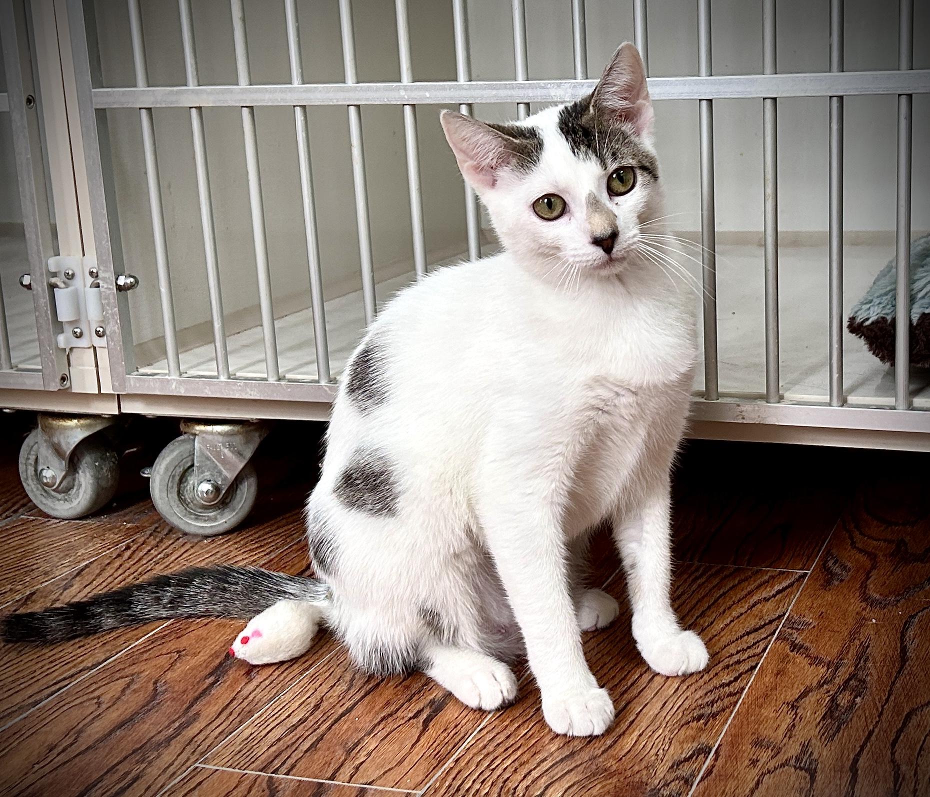 Enlarge Dot, an adopted Domestic Short Hair in Guelph, ON image 3/6