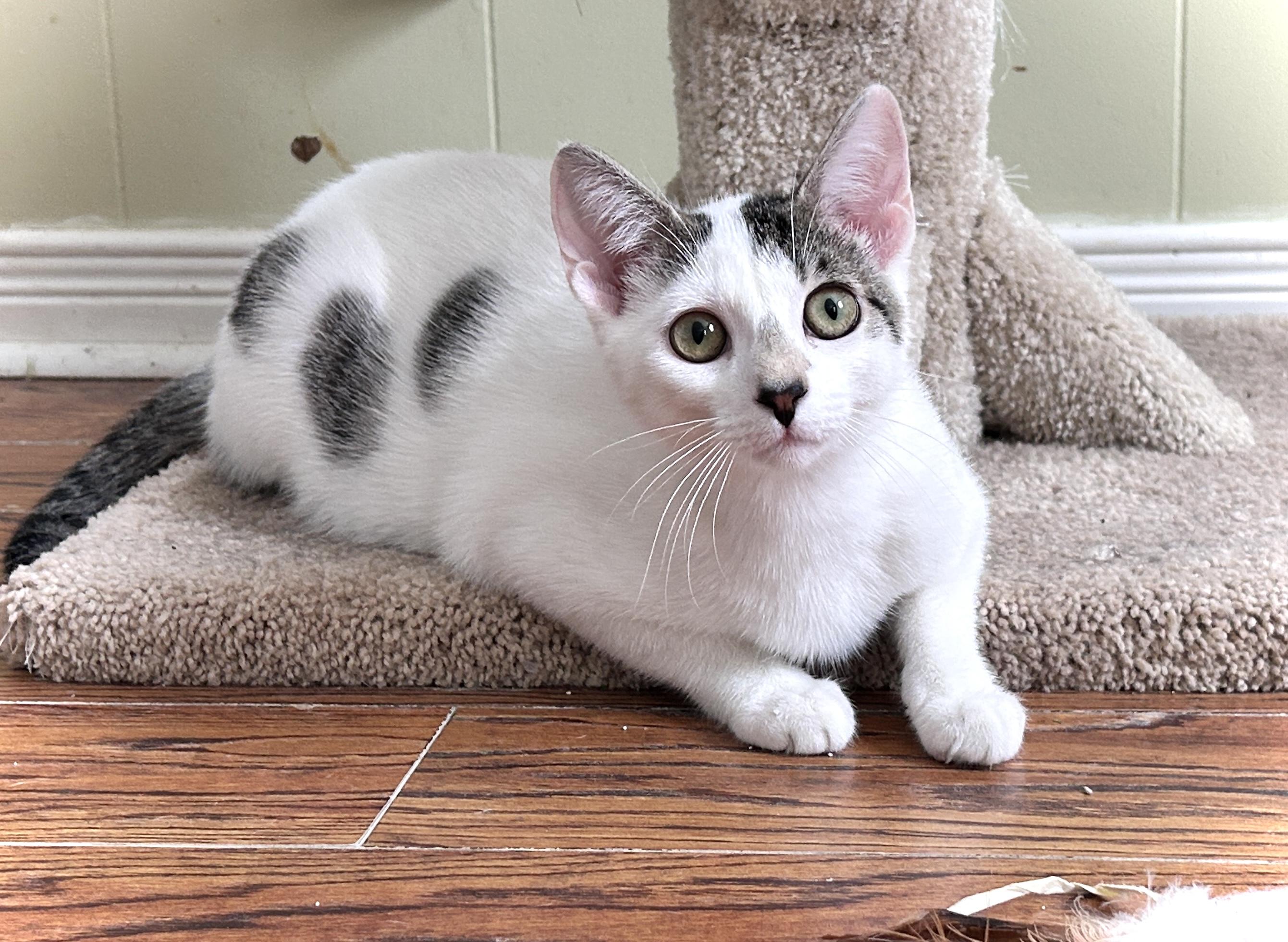 Enlarge Dot, an adopted Domestic Short Hair in Guelph, ON image 2/6