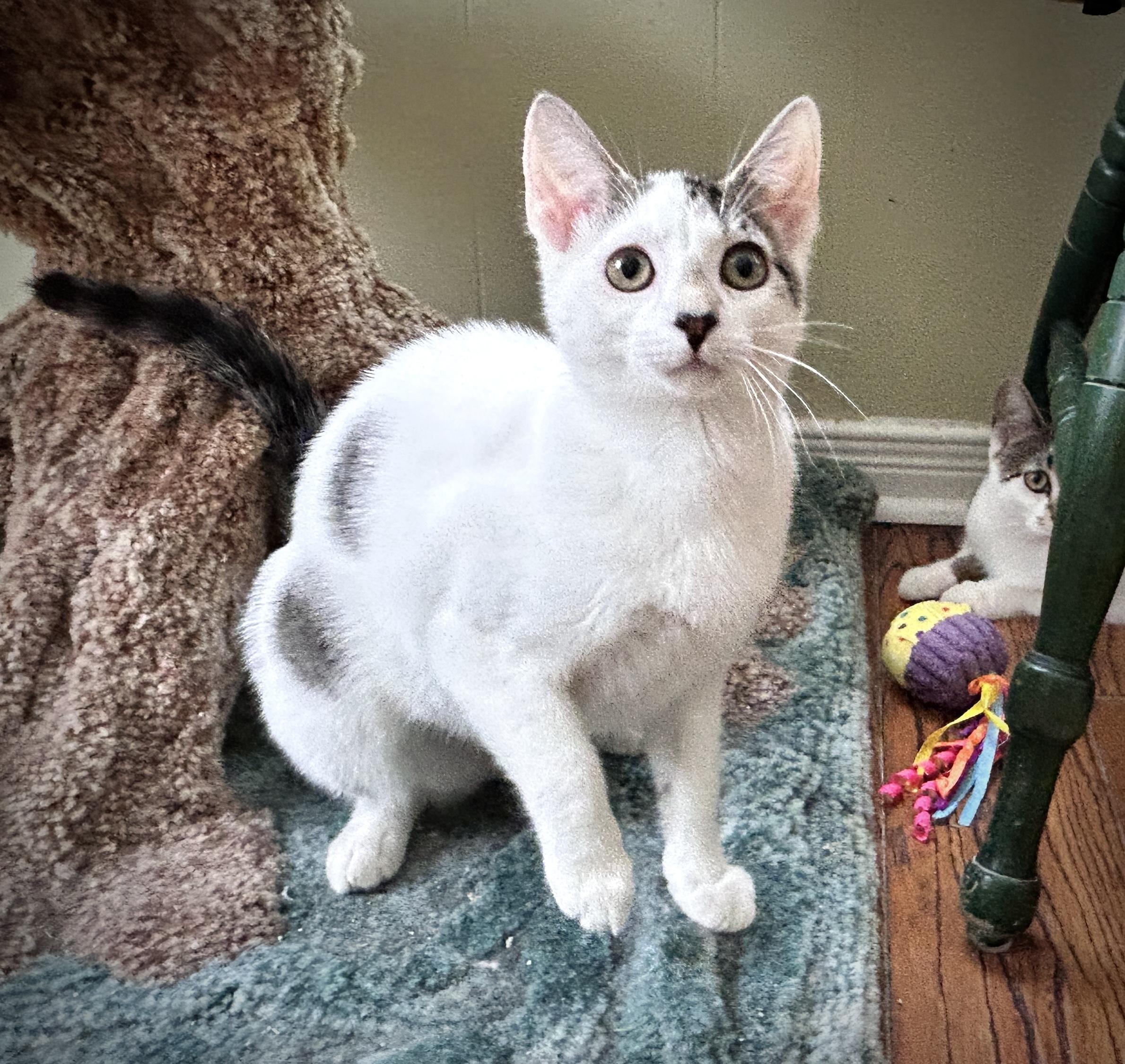 Enlarge Dot, an adopted Domestic Short Hair in Guelph, ON image 6/6