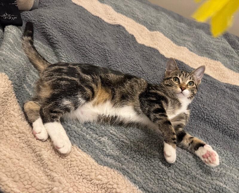 Shea Coulee, Adoptable, Young Female Domestic Short Hair.