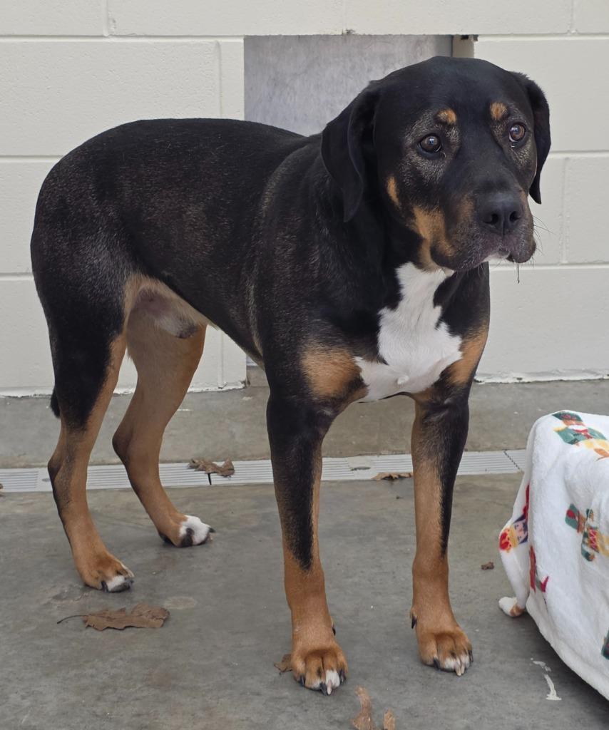 Enlarge Paddington / Thanos, a Adoptable mixed breed in Greeneville, TN image 1/1