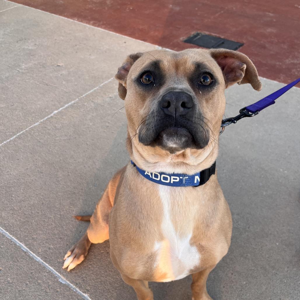 Yelena, Adoptable, Adult Female Mixed Breed.