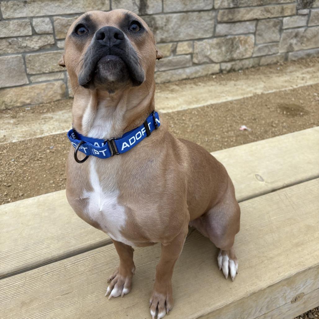 Yelena, Adoptable, Adult Female Mixed Breed.