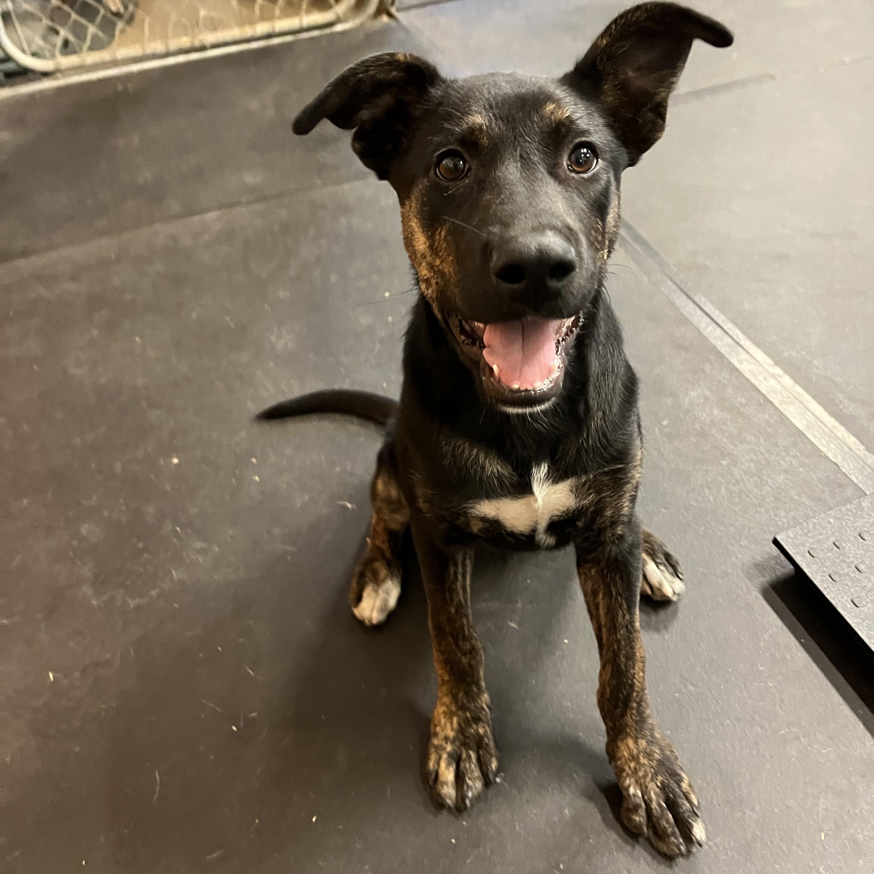 You cant get any sweeter than Miss Spice She is gentle playful loving and all the other wonderfu