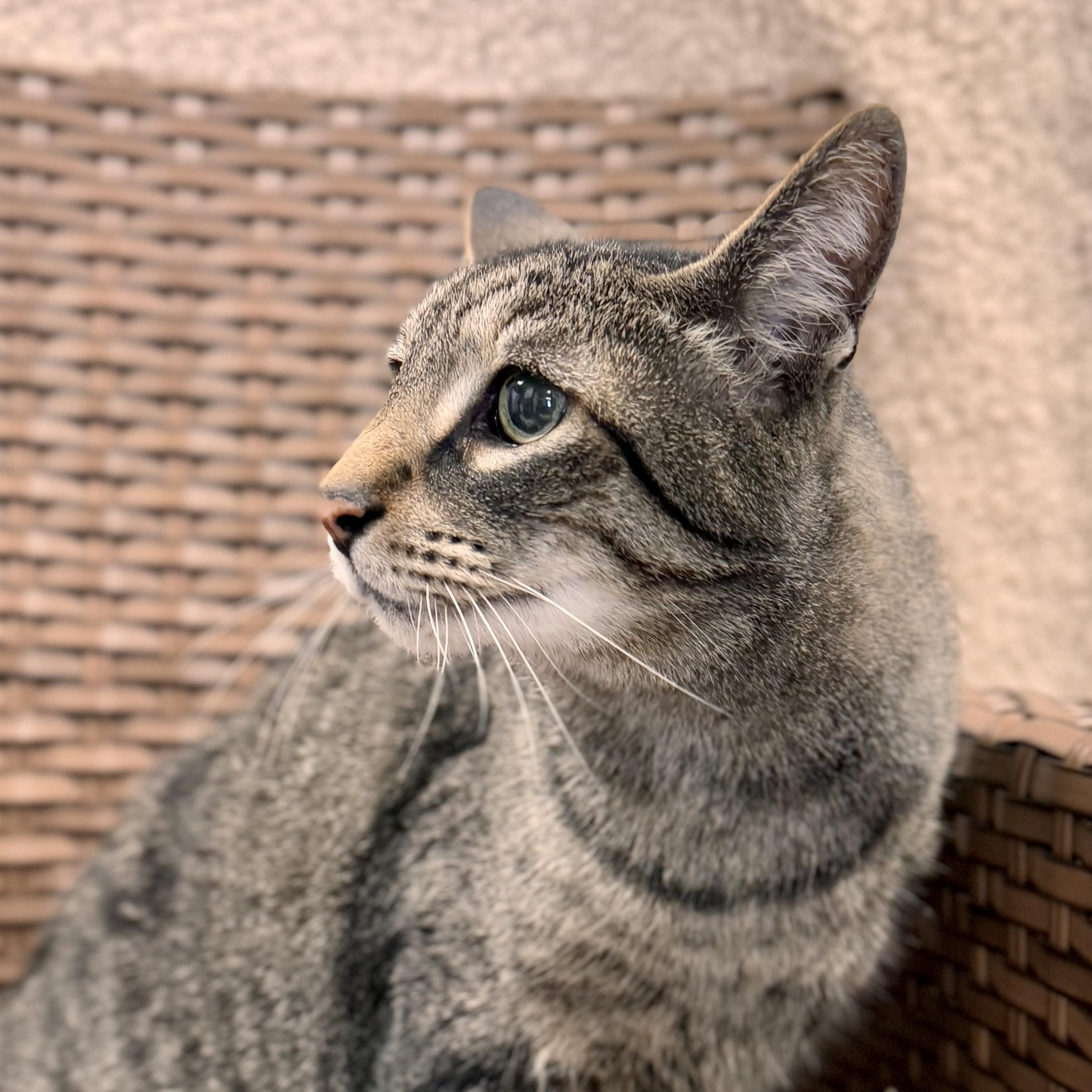 Rocky Cat