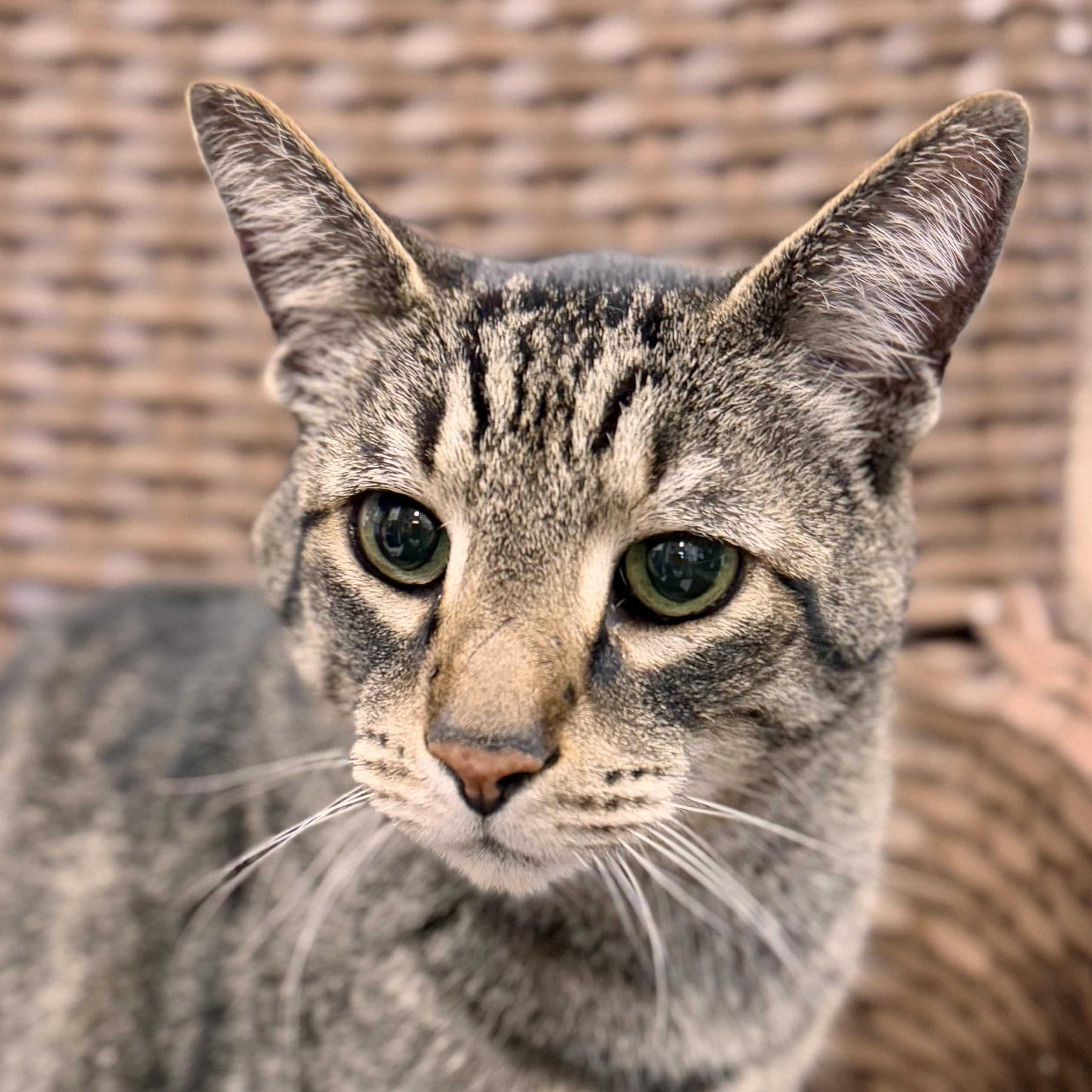 Rocky Cat