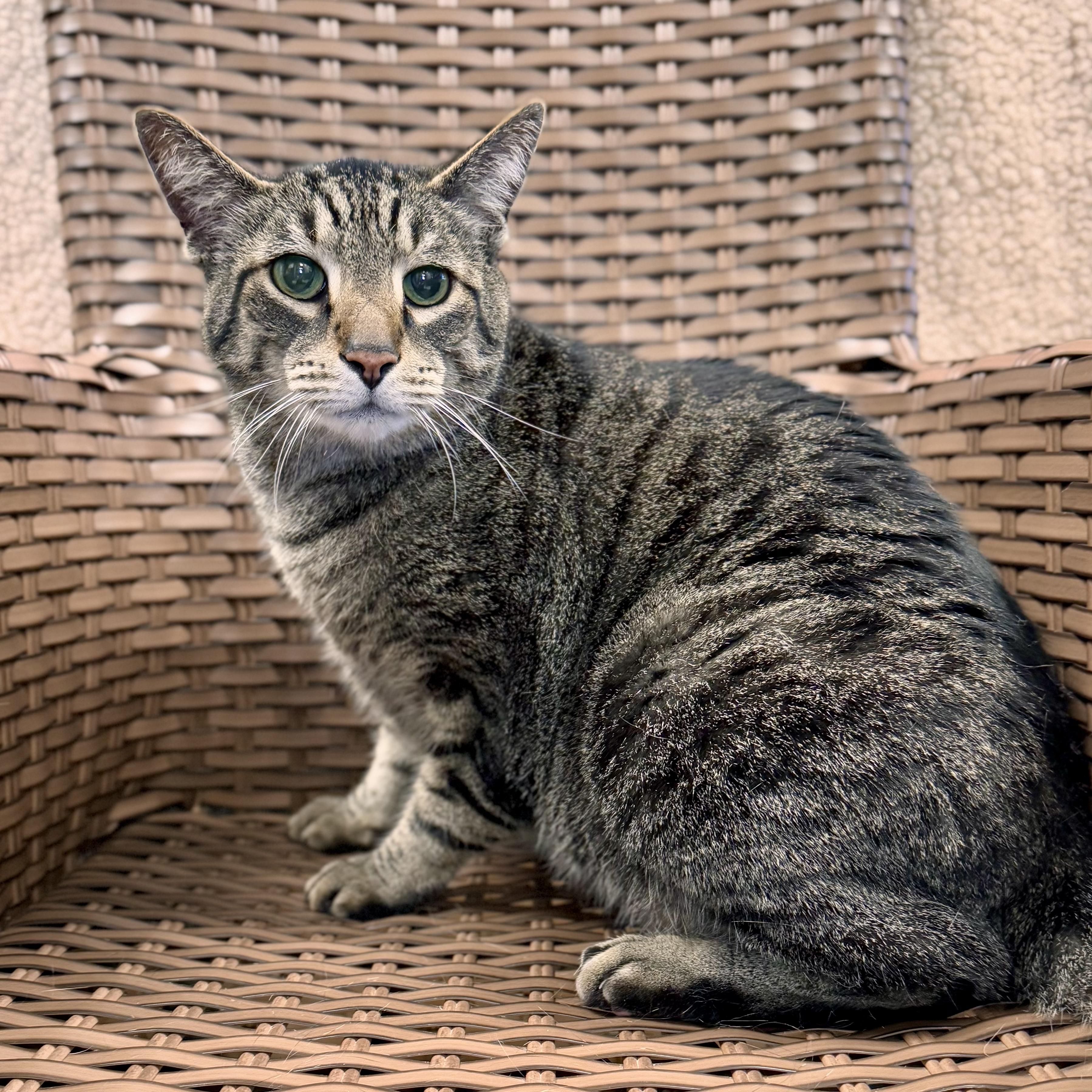 Rocky Cat