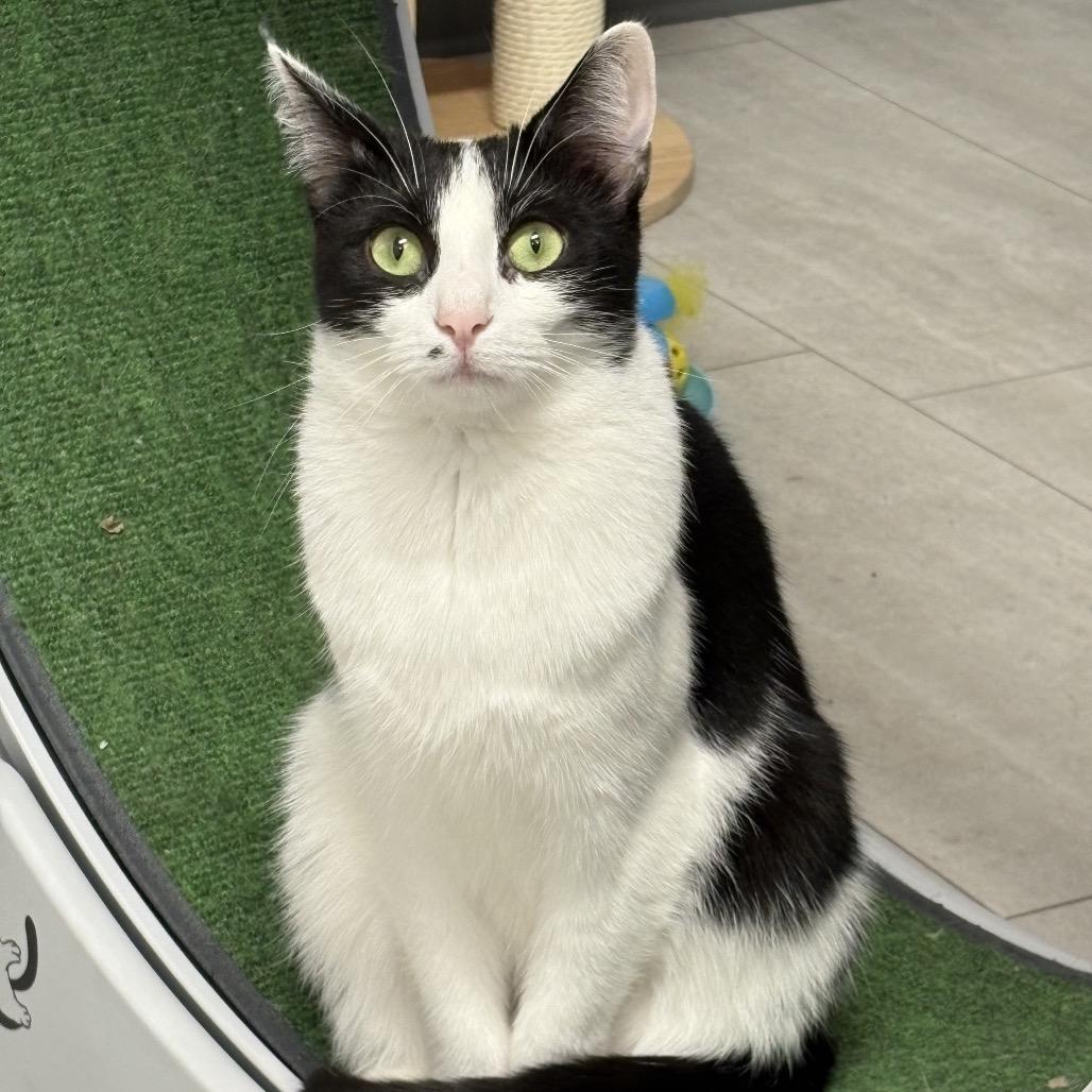 Muffin ARC2025-283, Adoptable, Adult Male Domestic Short Hair.
