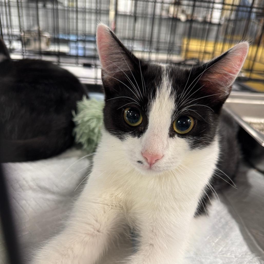 Enlarge Muffin ARC2025-283, a Adoptable Domestic Short Hair in Akron, NY image 2/5