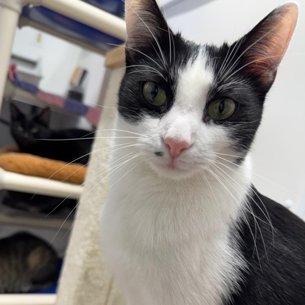 Enlarge Muffin ARC2025-283, a Adoptable Domestic Short Hair in Akron, NY image 4/5