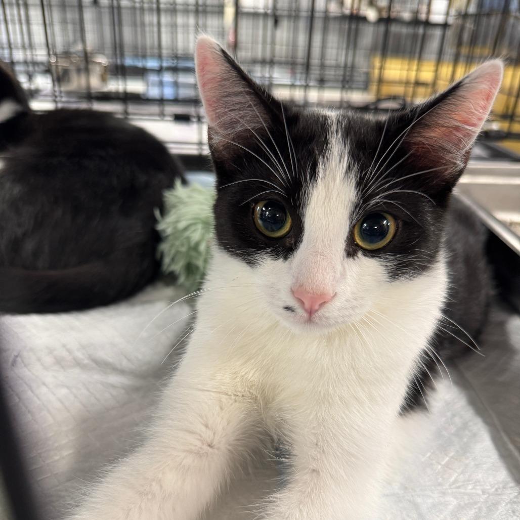 Enlarge Muffin ARC2025-283, a Adoptable Domestic Short Hair in Akron, NY image 5/5