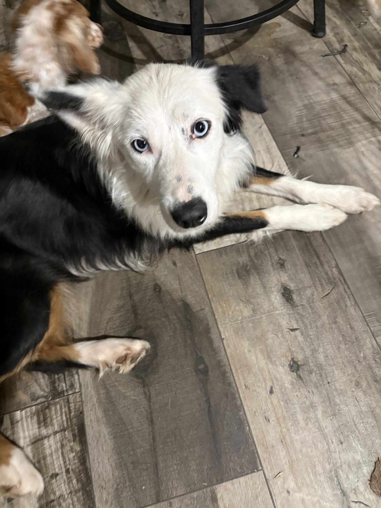 Enlarge Flipper, a Adoptable Border Collie in Mount Pleasant, SC image 2/3