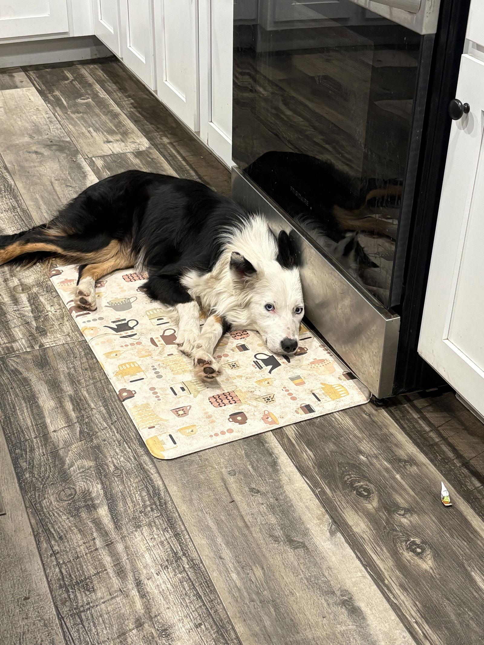 Enlarge Flipper, a Adoptable Border Collie in Mount Pleasant, SC image 3/3