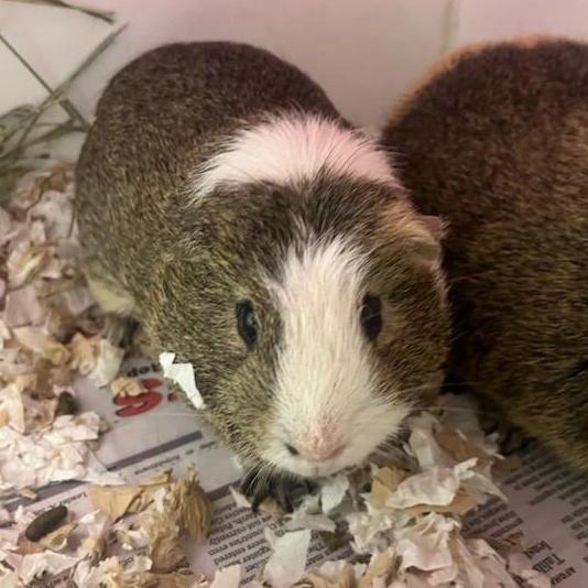 Surge (ID 52129), Adoptable, Young Male Guinea Pig.