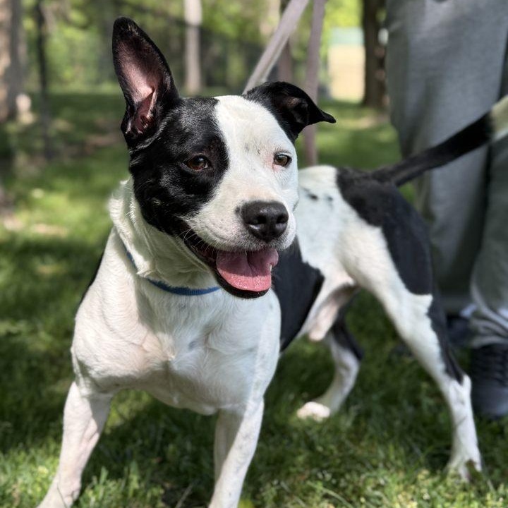 Holstein, Adult Male Terrier