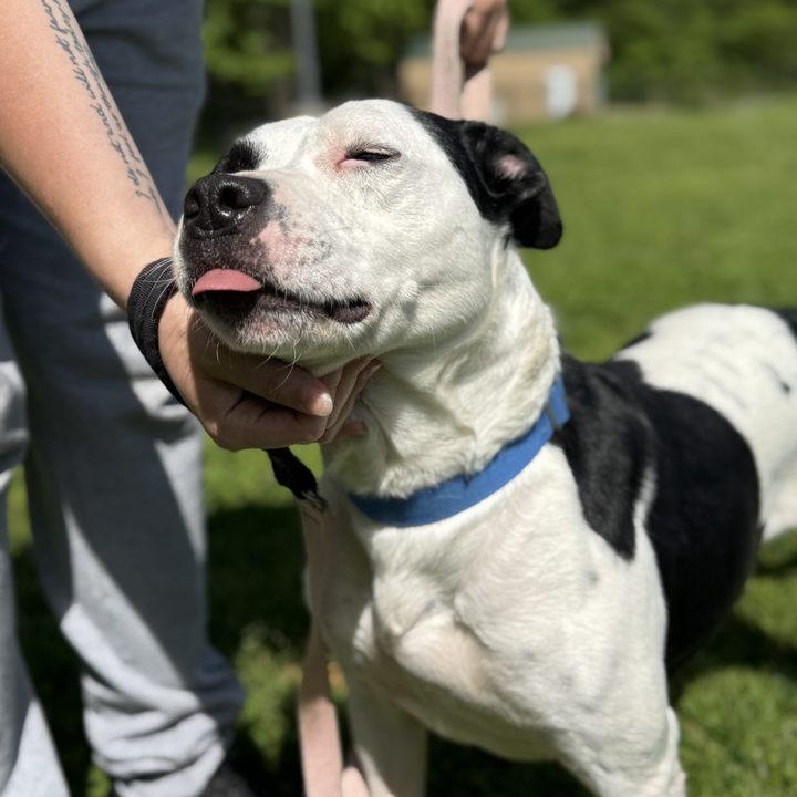 Holstein, a Adoptable mixed breed in Springfield, MO image 3/6