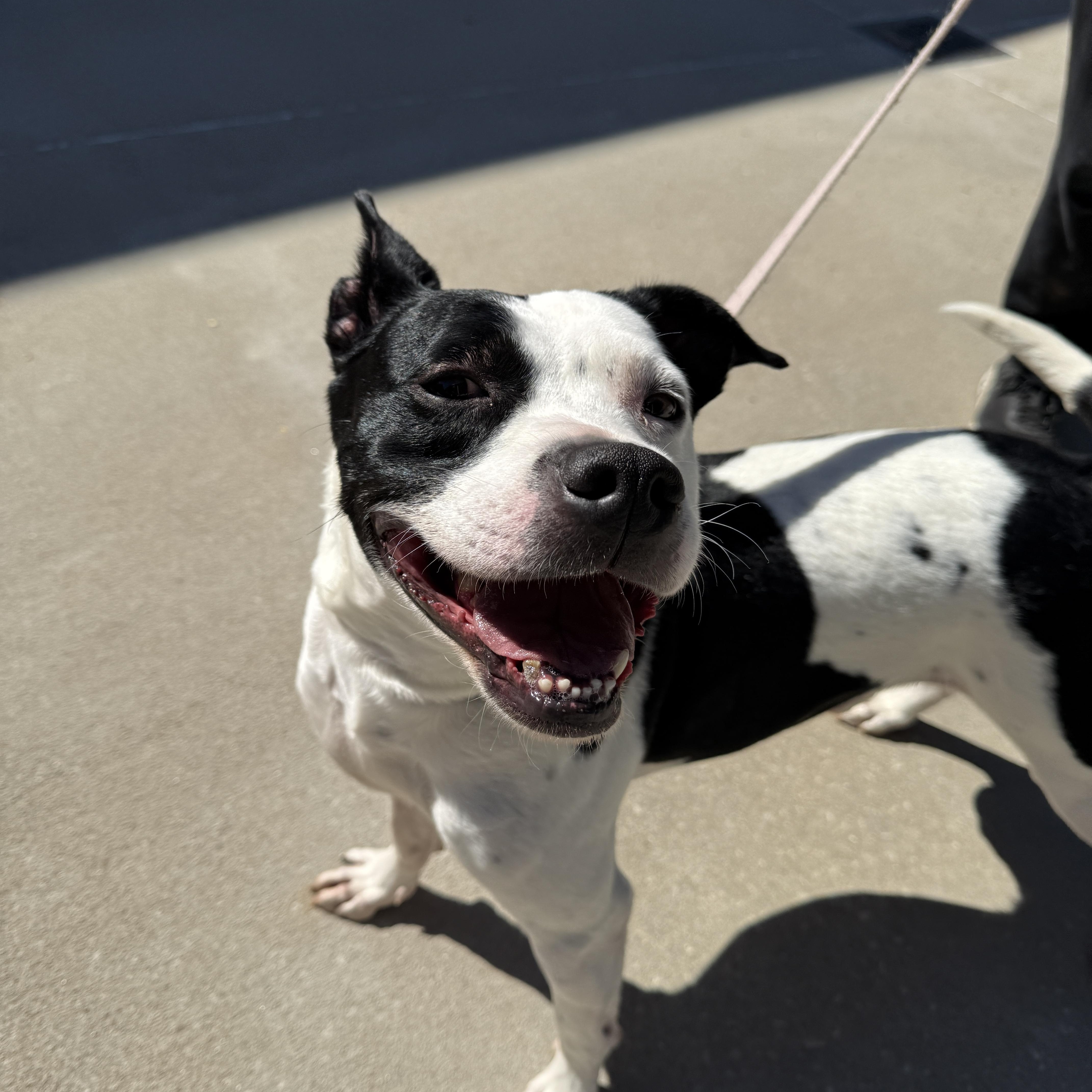 Holstein, a Adoptable mixed breed in Springfield, MO image 4/6