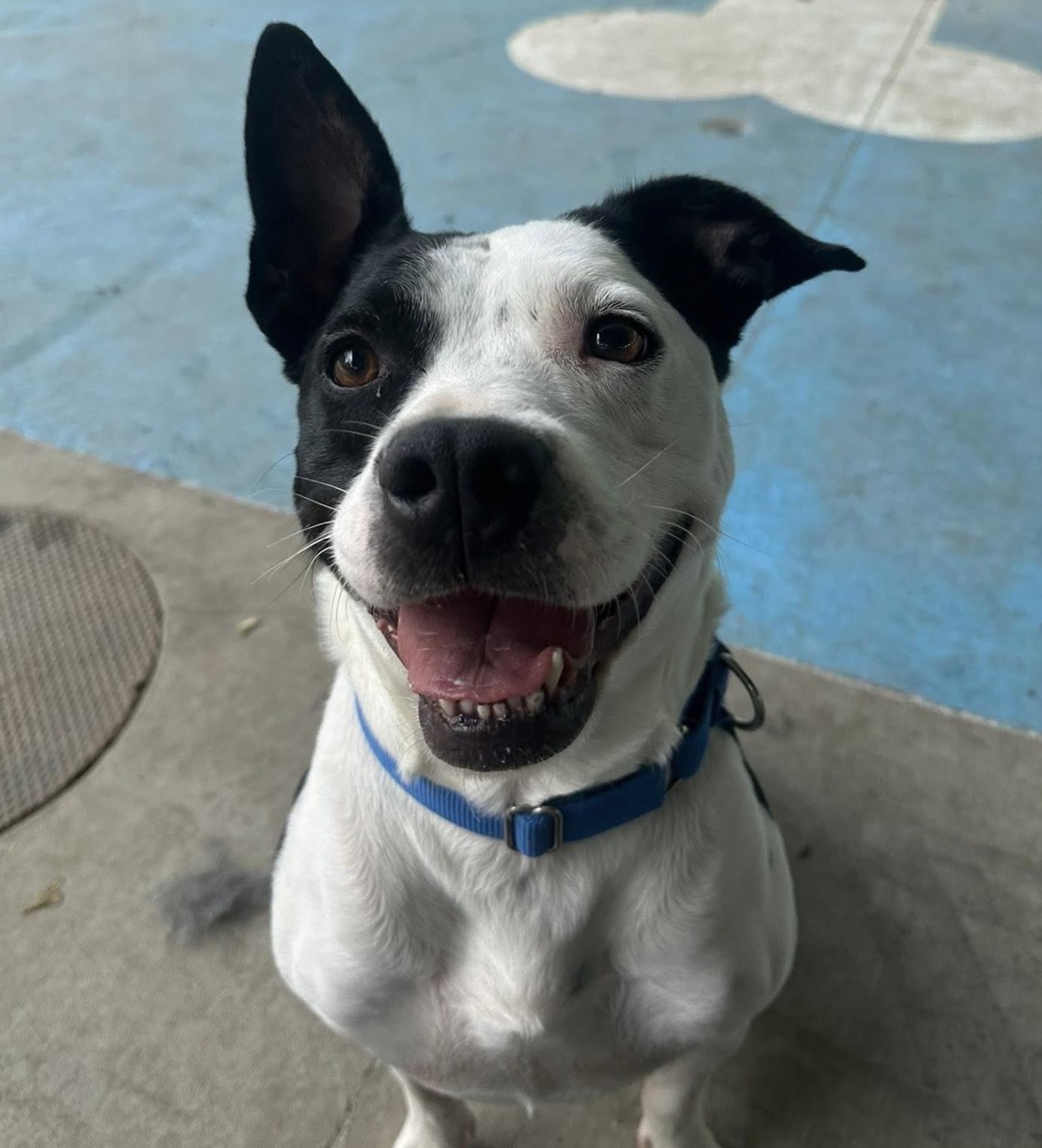 Holstein, Adoptable, Adult Male Terrier.