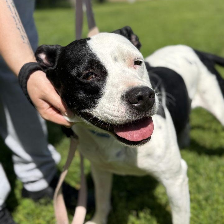 Holstein, a Adoptable mixed breed in Springfield, MO image 6/6