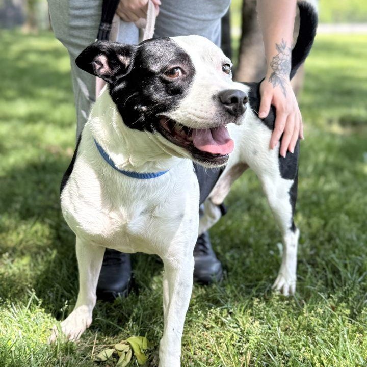 Holstein, a Adoptable mixed breed in Springfield, MO image 5/6