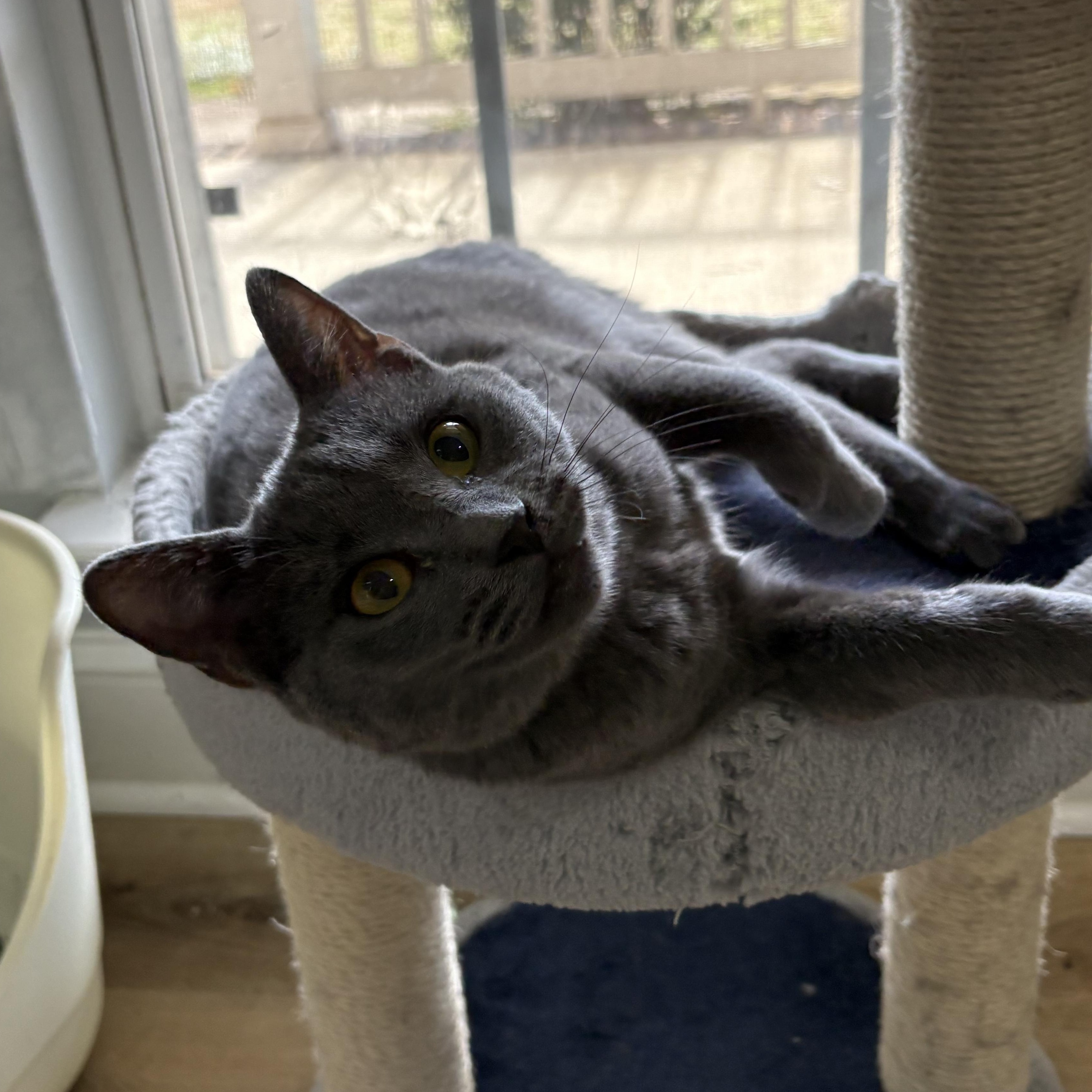 Enlarge Ty Ty, a ADOPTABLE mixed breed in Belmont, NC image 1/1