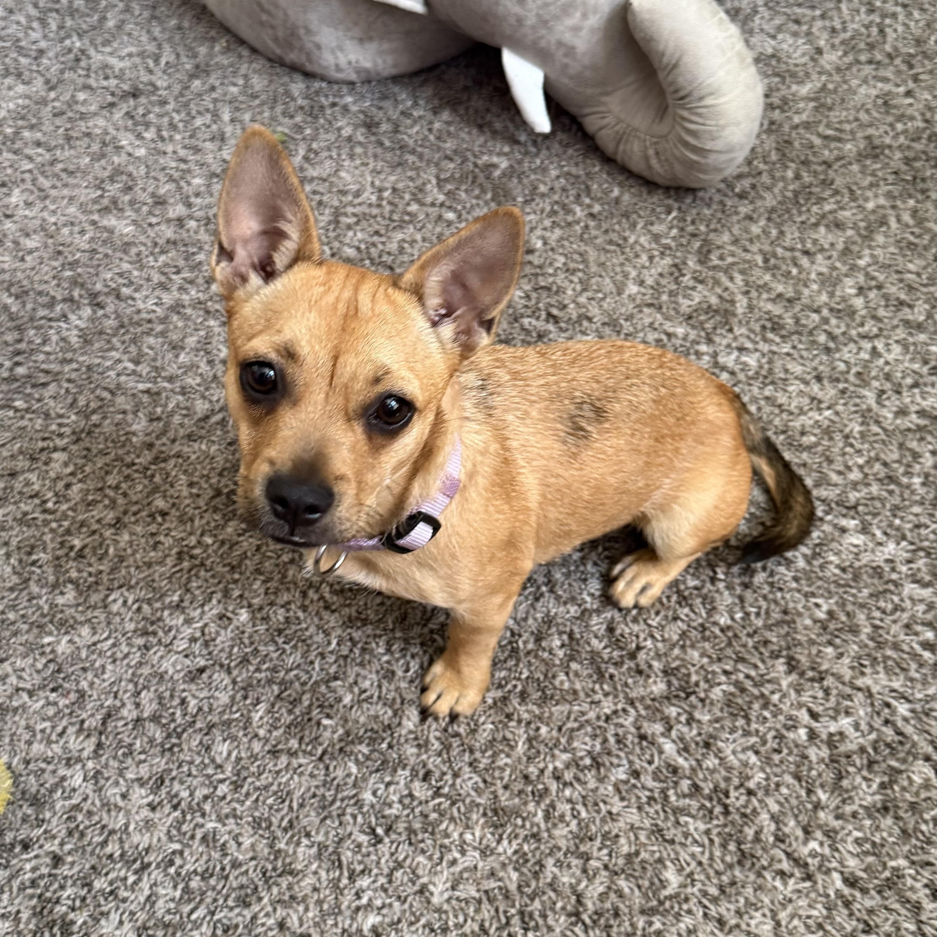 Enlarge Gia, a Adopted mixed breed in Sherman Oaks, CA image 3/6