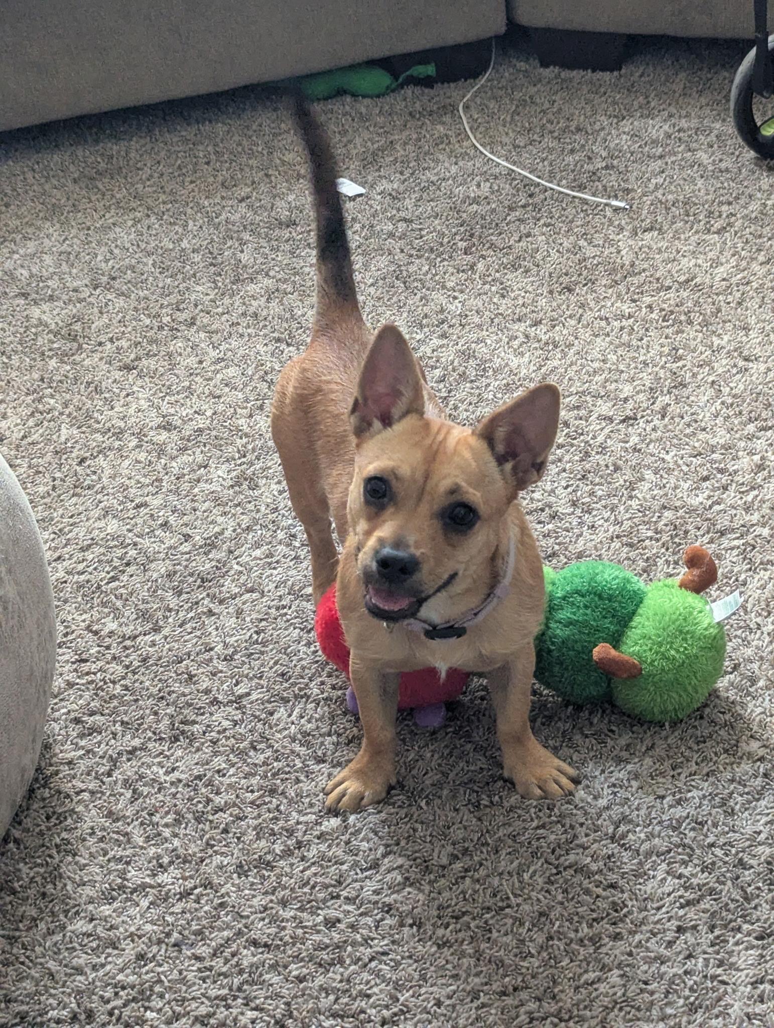 Enlarge Gia, a Adopted mixed breed in Sherman Oaks, CA image 5/6