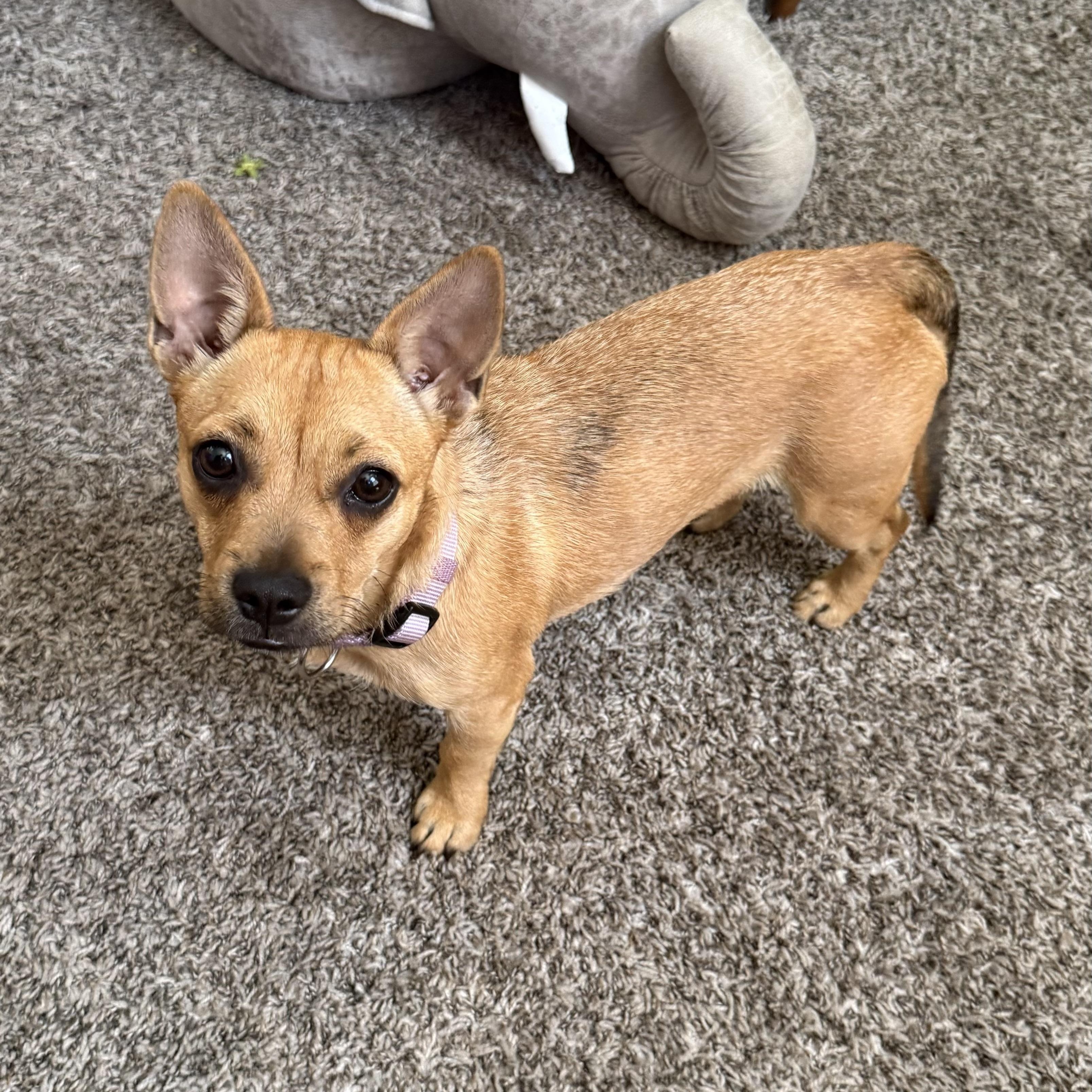 Enlarge Gia, a Adopted mixed breed in Sherman Oaks, CA image 2/6