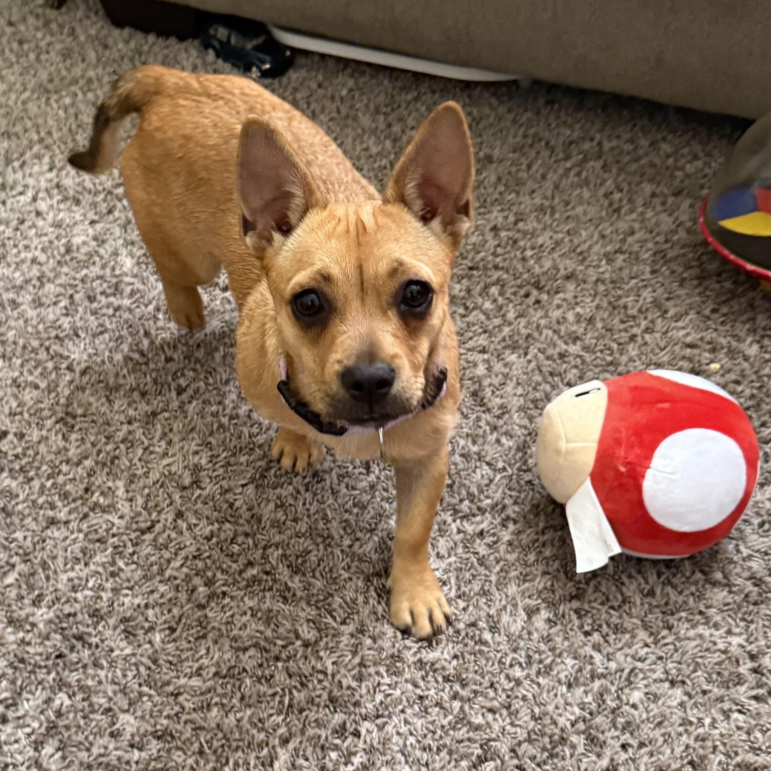 Gia, Adopted, Puppy Female French Bulldog & Chihuahua.