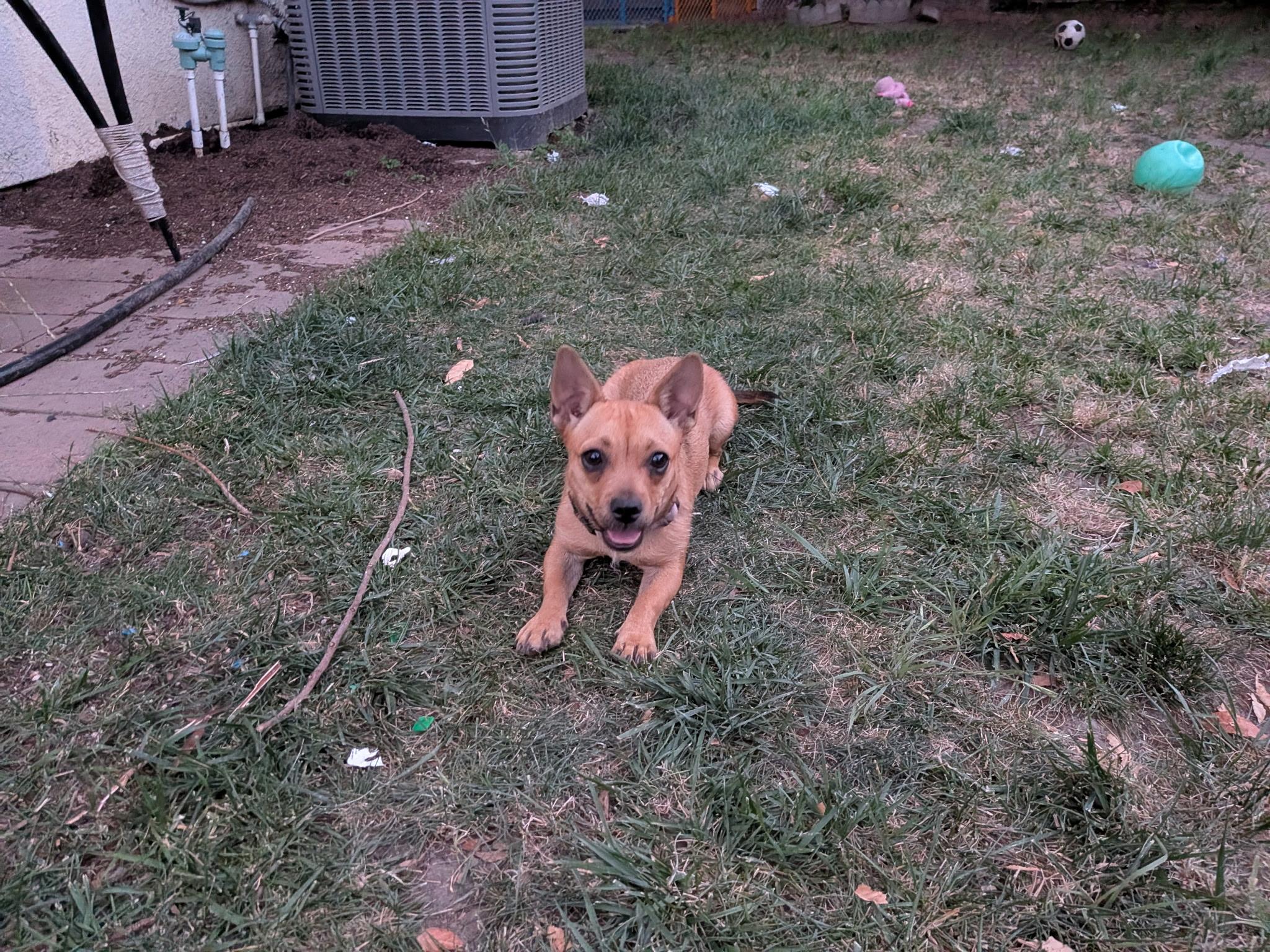 Enlarge Gia, a Adopted mixed breed in Sherman Oaks, CA image 6/6