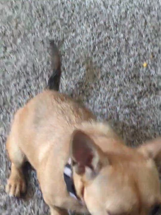 Enlarge Gia, a Adopted mixed breed in Sherman Oaks, CA video 4/6