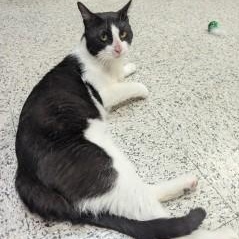 Frederick, a ADOPTABLE Domestic Short Hair in Annapolis, MD image 2/5