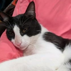 Frederick, a ADOPTABLE Domestic Short Hair in Annapolis, MD image 1/5
