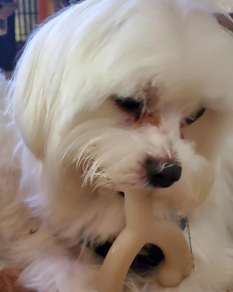 Enlarge TICO, a Adoptable Maltese in Palm City, FL image 1/4