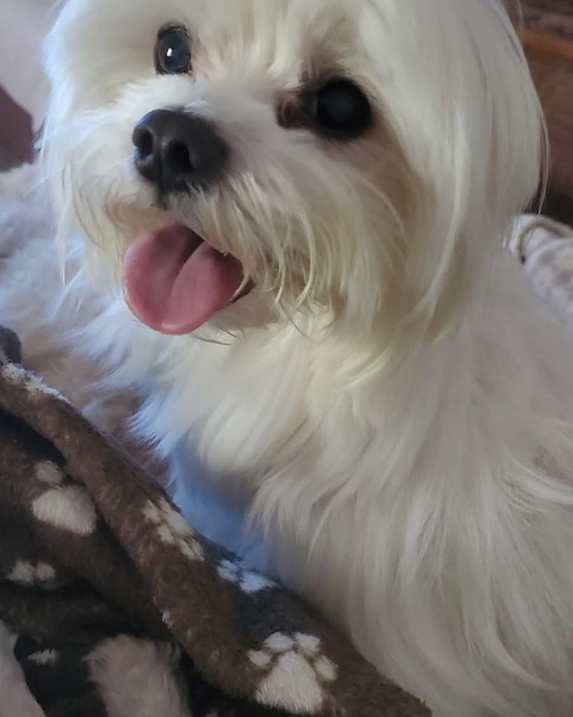 Enlarge TICO, a Adoptable Maltese in Palm City, FL image 2/4