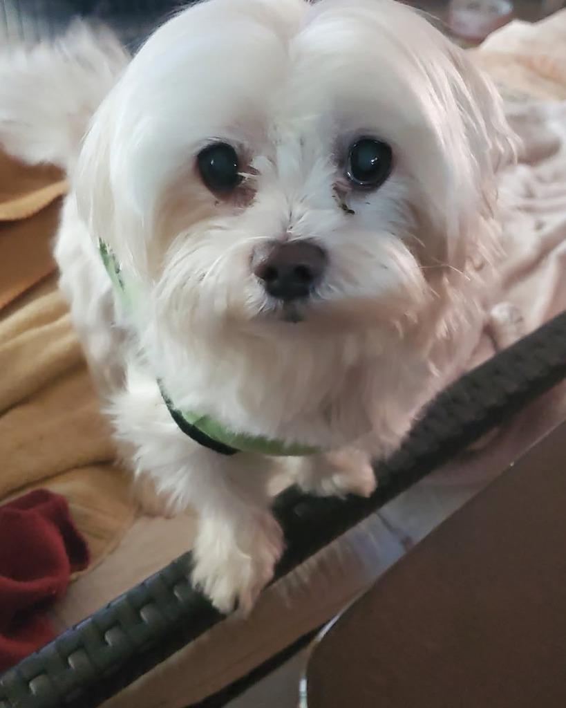 Enlarge TICO, a Adoptable Maltese in Palm City, FL image 3/4