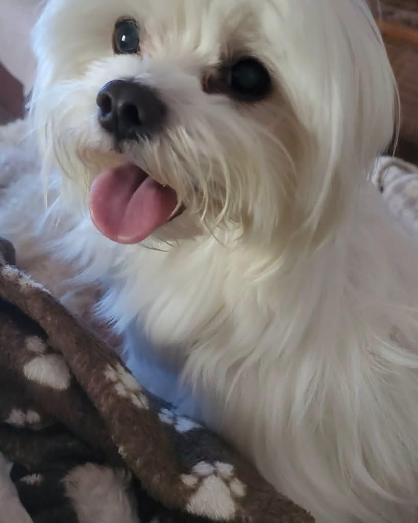 Enlarge TICO, a Adoptable Maltese in Palm City, FL image 4/5