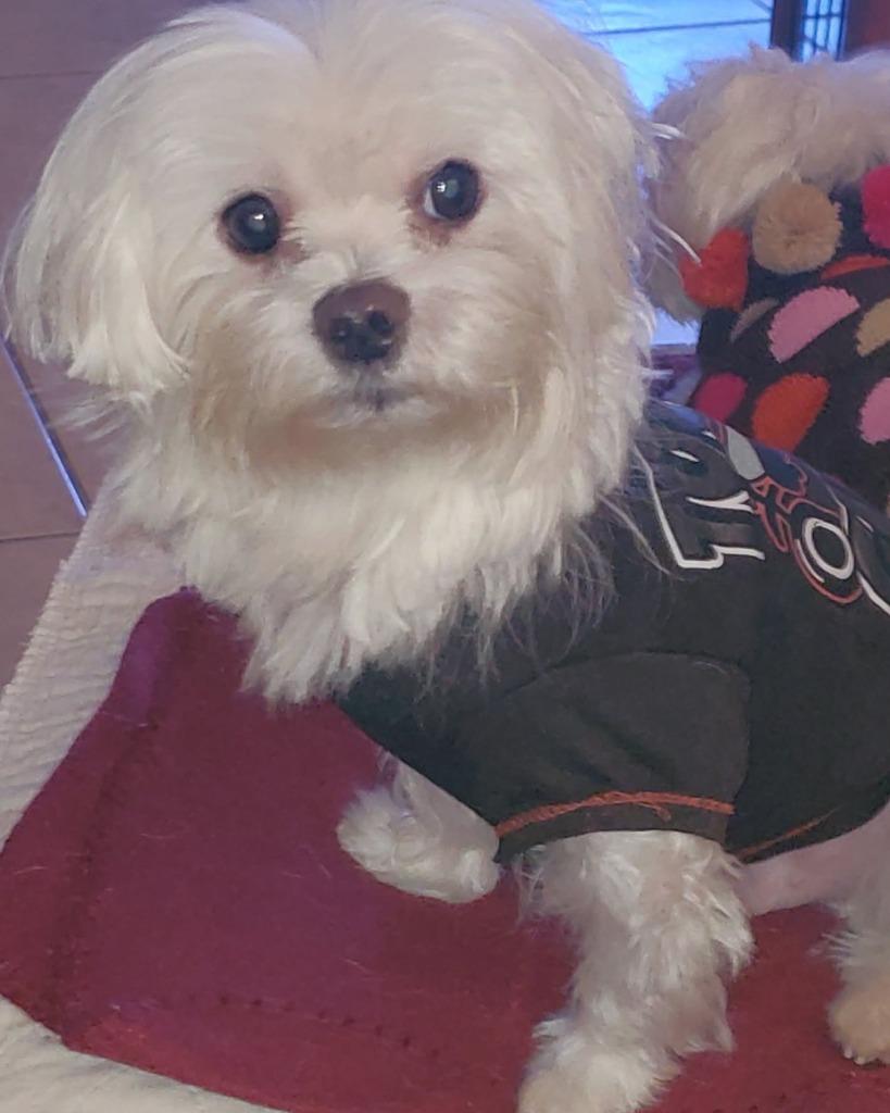 Enlarge TICO, a Adoptable Maltese in Palm City, FL image 4/4