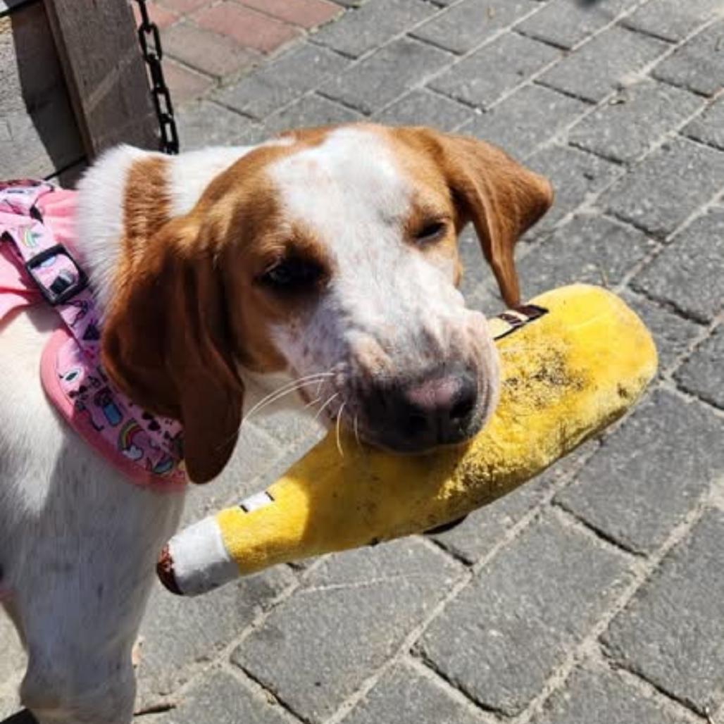 Aria, Adoptable, Adult Female Treeing Walker Coonhound.